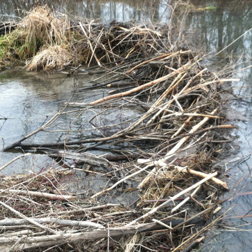 Beaver Dam Removal